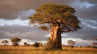 Arusha - Tarangire - Karatu