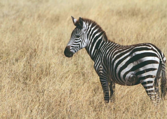 Le Parc national du Serengeti