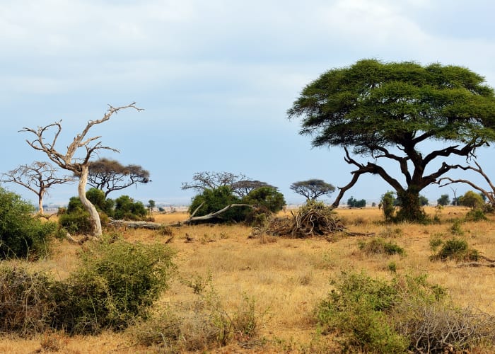 Lac Naivasha - Amboseli (5h30 de route hors pauses)