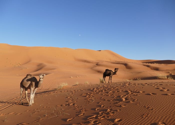 OUARZAZATE, LES GORGES DE TODRA, MERZOUGA, ERFOUD