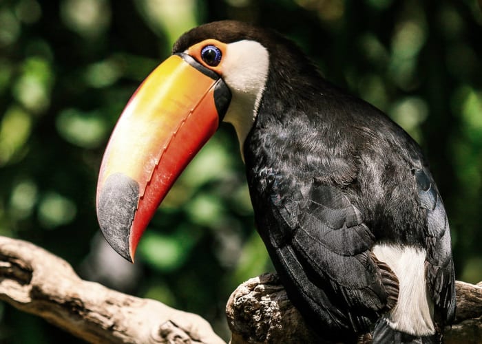Rivière Kaka