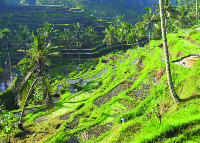 Balade vers de magnifiques cascades - Temple Ulan Danau Beratan - Nuit à Ubud
