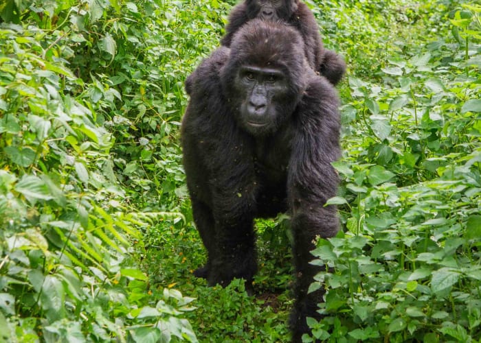 Gorilla Trekking Day