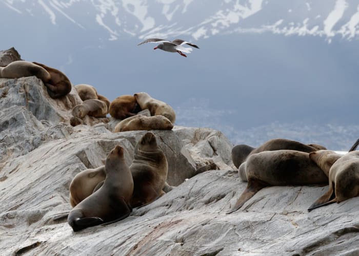 De Calafate à Ushuaia