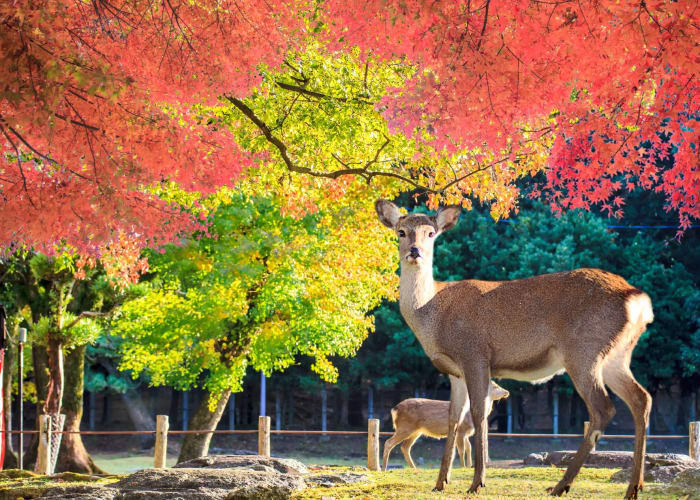 Viré à Nara