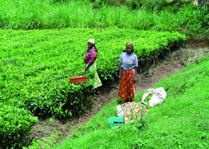 Randonnée avec des chimpanzés et visite de plantation du thé