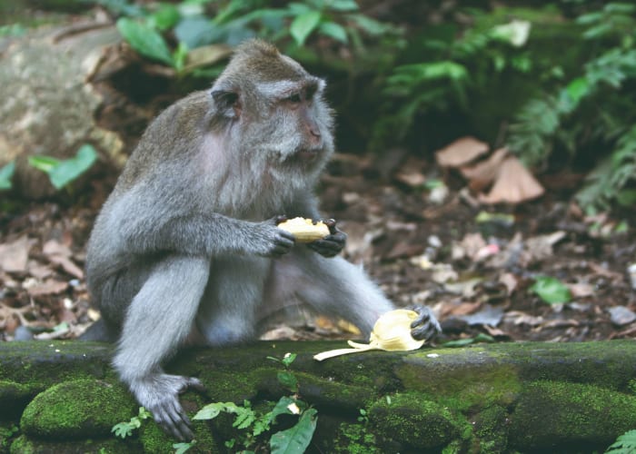 Ubud et les singes