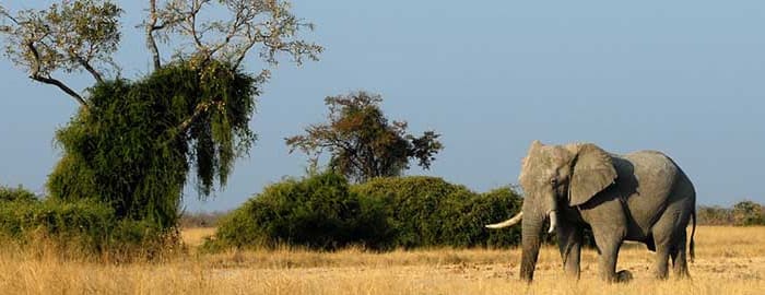 Découverte de la réserve naturelle de Savuti