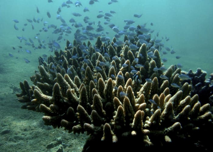 Ampanihy, mangrove et lagon