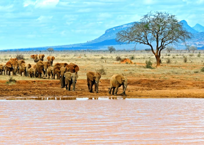 Amboseli - Tsavo Ouest (4h30 de route hors pauses)