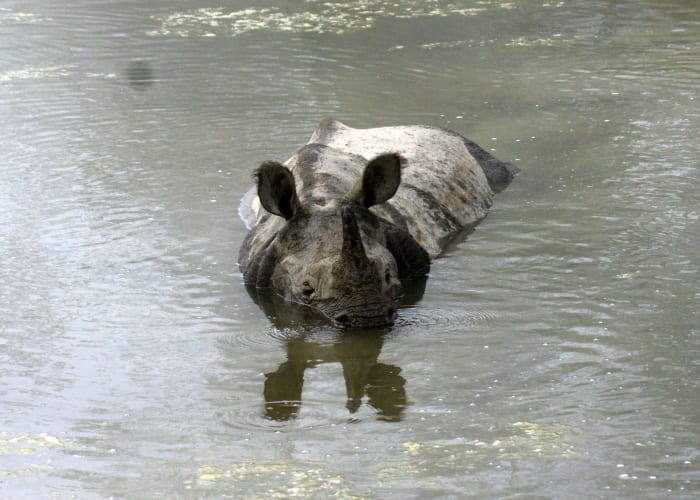 Parc de Chitwan