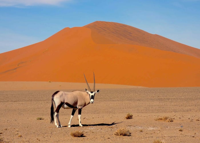 Les dunes de Sossusvlei et Dead Vlei