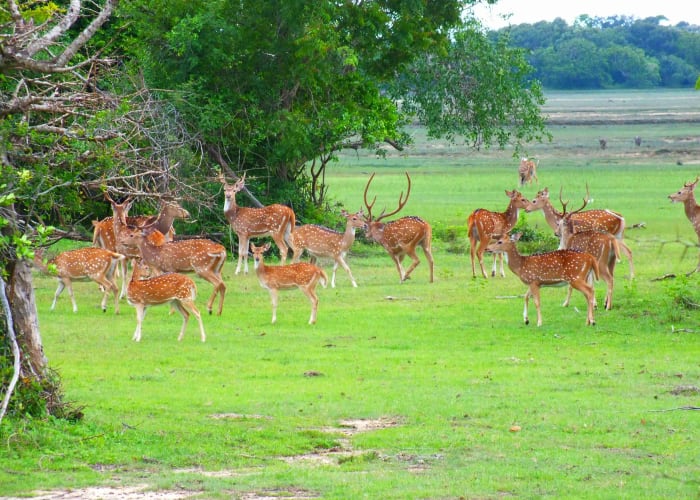 La visite de Horton Plains