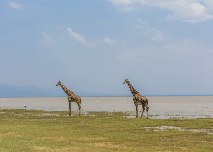 Jour 6 : Lac Manyara - Springlands hotel