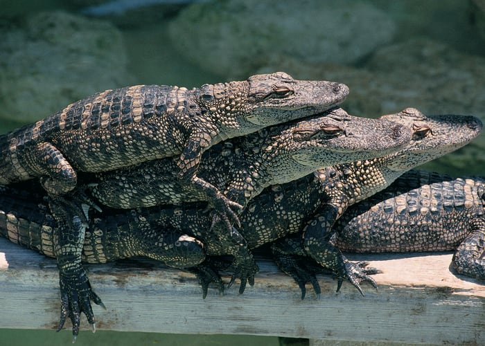 De Uda Walawe au parc national de Yala