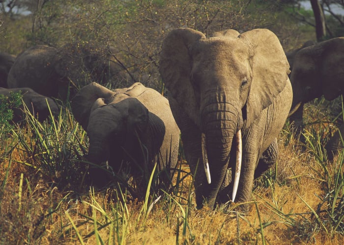 Safari dans le parc national du Serengeti