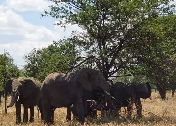 Selous Game Reserve