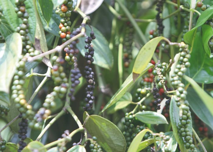 Kampot et la plantation de poivre