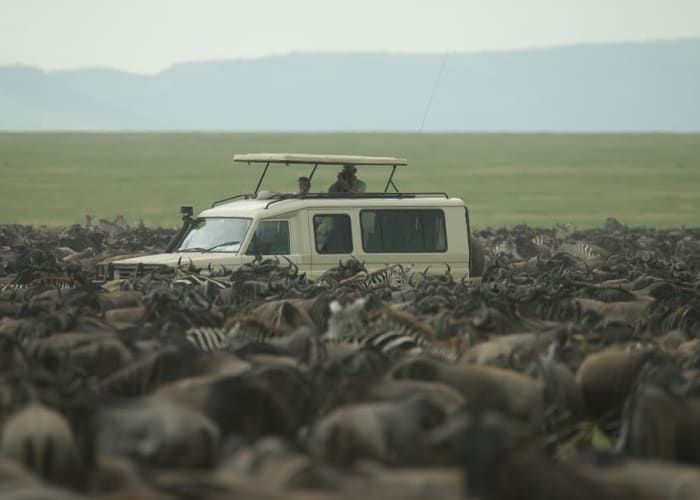 Marche sur les bords du cratère du Ngorongoro, ensuite safari au Serengeti