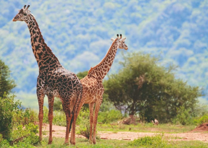 Safari - Parc national du lac Manyara