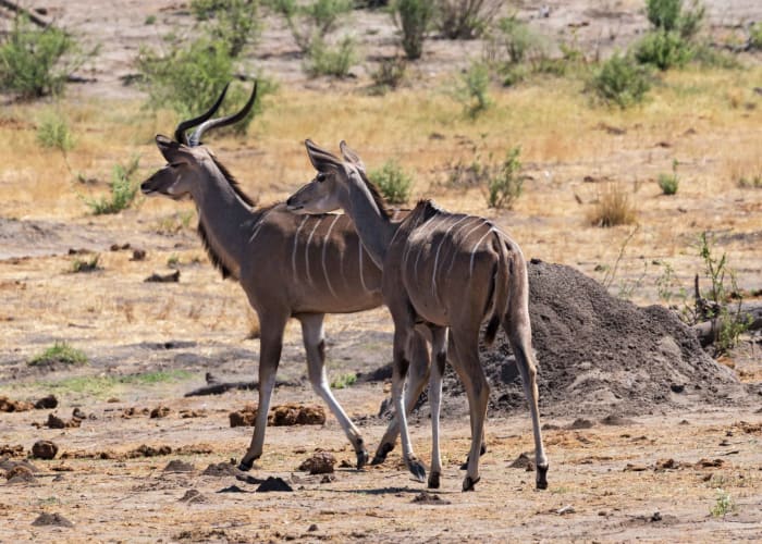 ETOSHA NATIONAL PARK