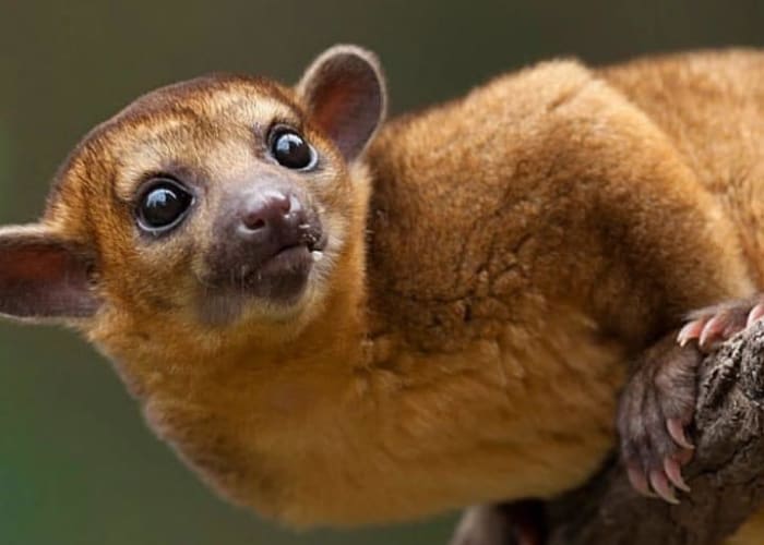 Réserve naturelle de Monteverde