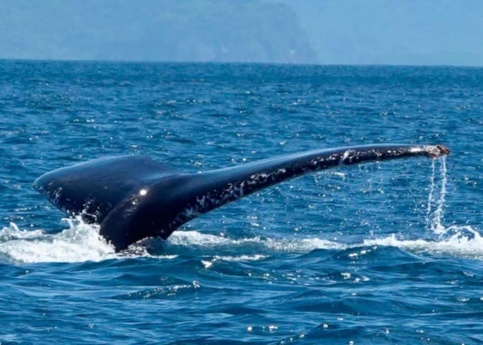 Les parcs nationaux de Manuel Antonio et de Uvita