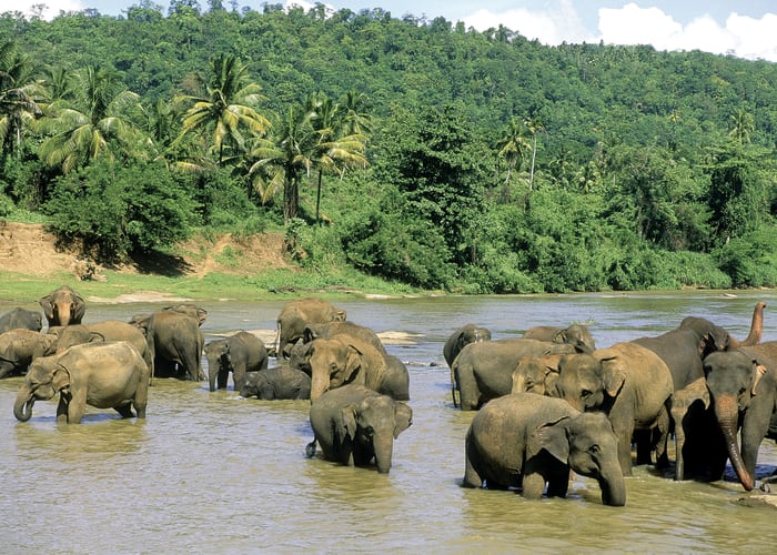 Les éléphants de Pinnawela et le jardin de Peradeniya