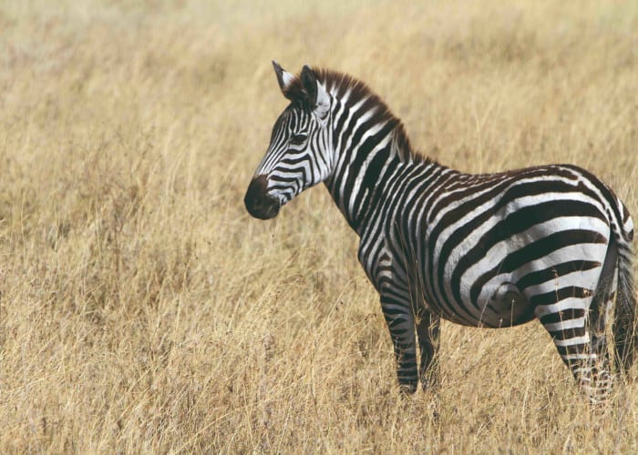 Journée complète d'observation de la faune dans le Serengeti
