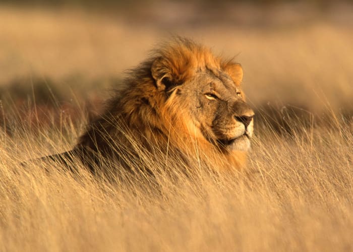 Etosha Sud