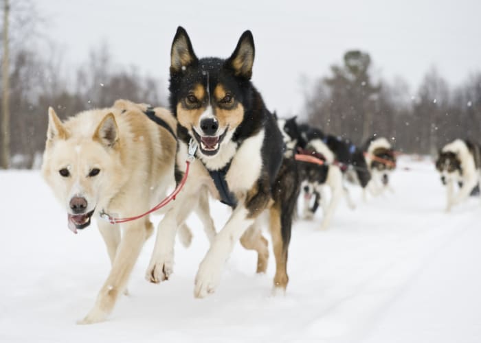 Dernier jour avec le musher