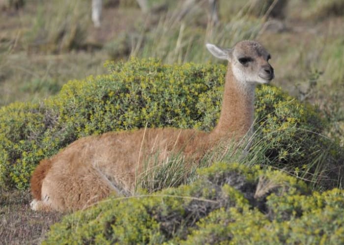 Parc National Torres Del Paine