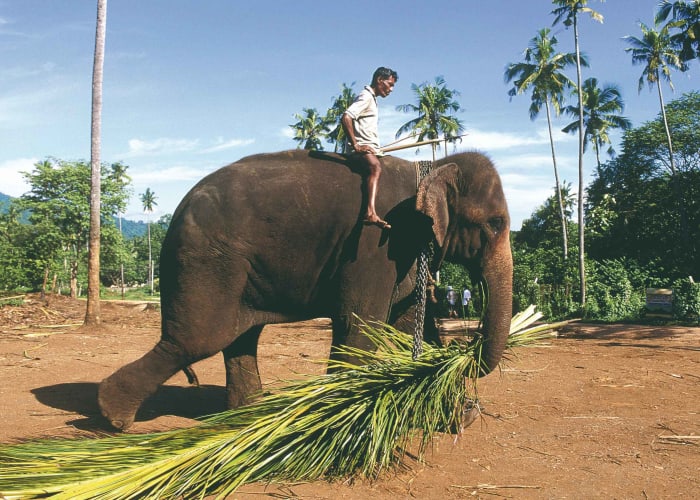 Kegalle, rencontre avec des éléphants