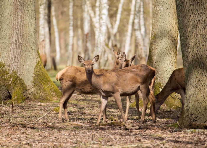 L'approche des animaux