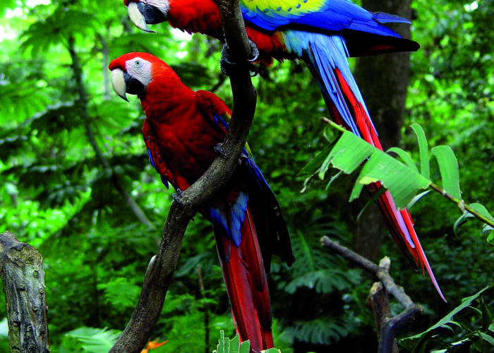 Parc National Carara et Refuge Baru