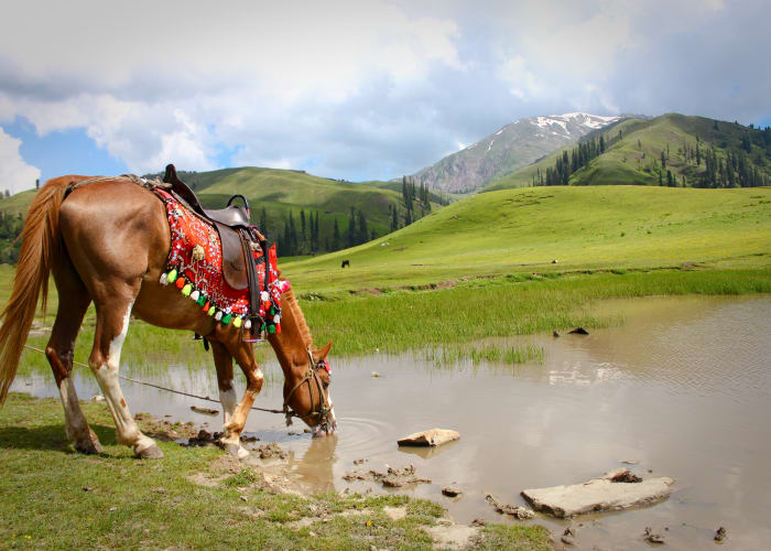 Fairy Meadows