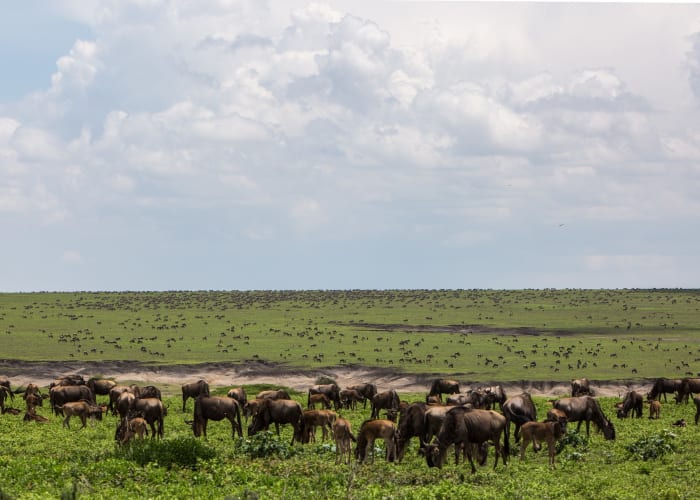Jour 4 :  Serengeti - Ngorongoro