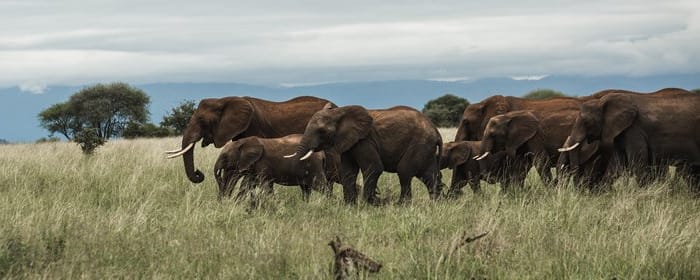 D'ARUSHA AU PARC NATIONAL DE TARANGIRE