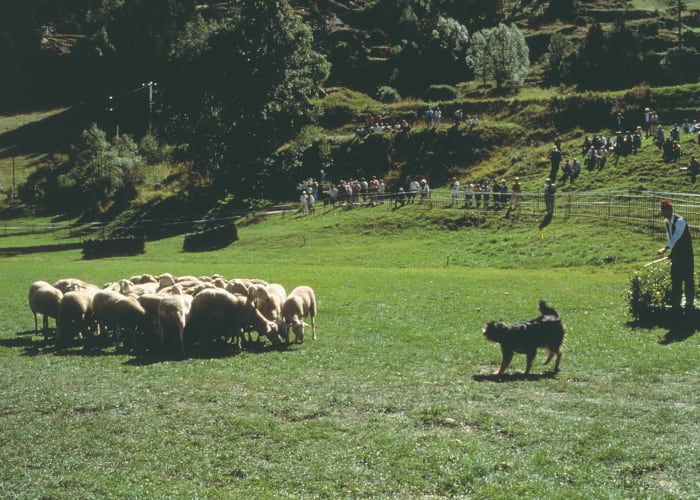 Et si on visitait un élevage de chien de berger ?