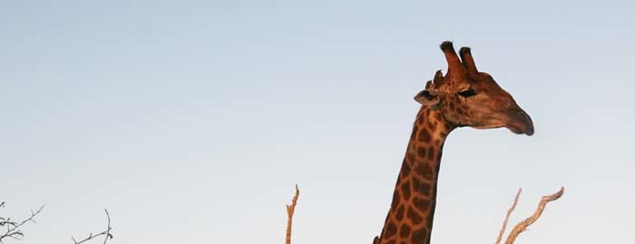 Réserve Naturelle Mlilwane - Vallée d'Ezulwini - Réserve Naturelle Mlilwane