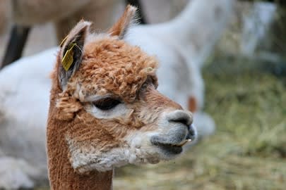 Rando et Ferme d'alpagas