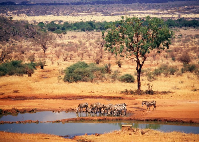 Amboseli - Tsavo Ouest (4h30 de route hors pauses)