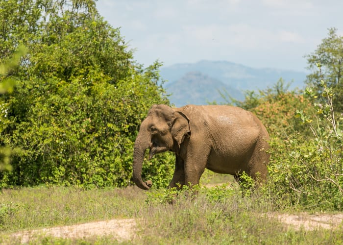 Udawalawe - Koggala - 140 kms
