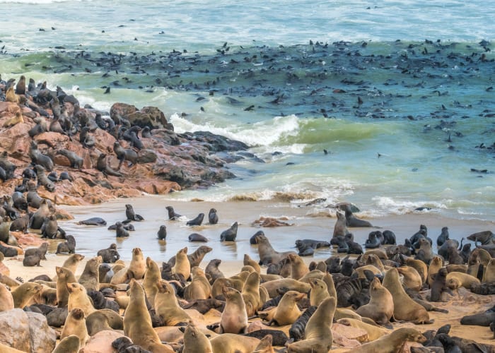 Twyfelfontein - Cape Cross - Swakopmund
