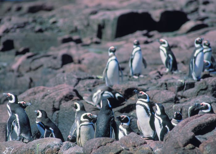 Punta tumbo et les manchots de Magellan