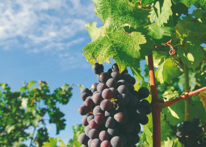 Visite des vignobles