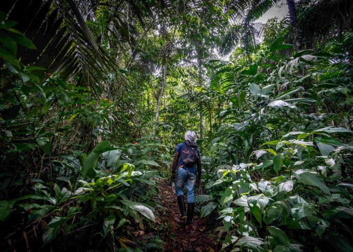 Au cœur de l'Amazonie - réserve Calanoa
