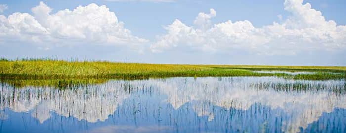 Excursion aux Everglades
