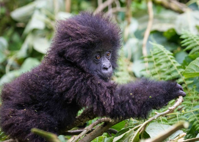 Trekking au gorille