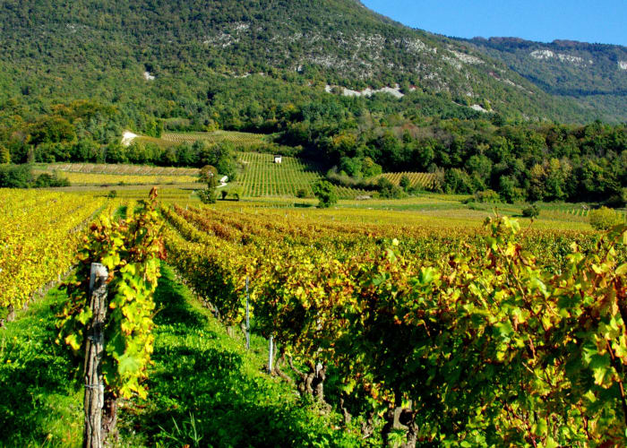Vignobles et gastronomie